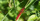 Feuerlibelle (Crocothemis erythraea)
